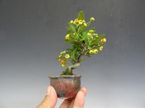 ピラカンサ 【 25 S ― 29 】 - 小品盆栽専門店 湘風園オンライン