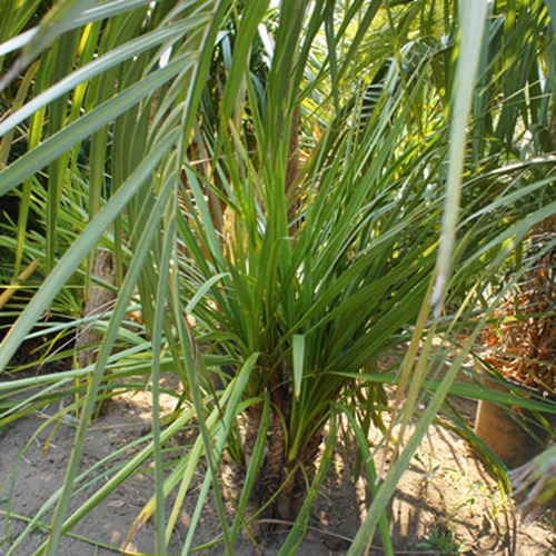 ドラセナ コルディリネ １ｍ ヤシの木 ソテツ ドラセナ 販売 芝生の庭造り Cocos Garden エクステリア