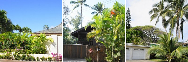 ハワイの家　庭　植栽ヤシの木