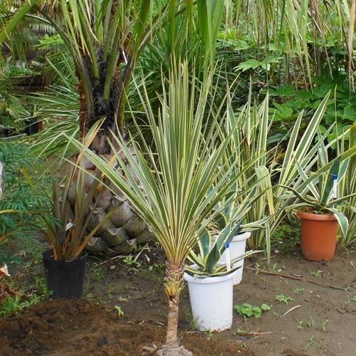 ココスヤシ 高さ約90cm 送料込み ｺｺｽﾔｼ【高木】｜ヤシの木・多肉植物・エクステリア・外構のこと