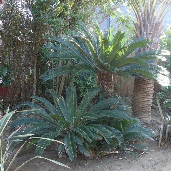ソテツ 蘇鉄 ーー ココス ヤシ アガベ ドラセナ ―ー 150543722.jpg?cmsp_timestamp=