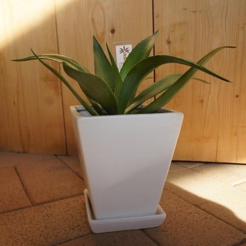 アガベ ベネズエラ NO1 - ヤシの木 ソテツ ドラセナ販売 芝生の庭