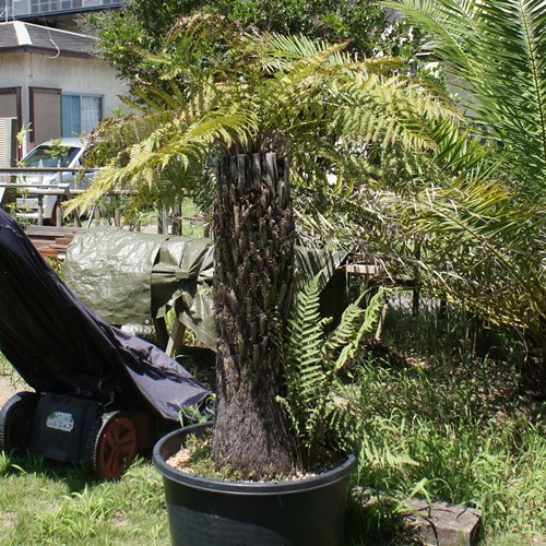 ディクソニア アンタルクティカ ヤシの木 ソテツ ドラセナ 販売 芝生の庭造り Cocos Garden エクステリア