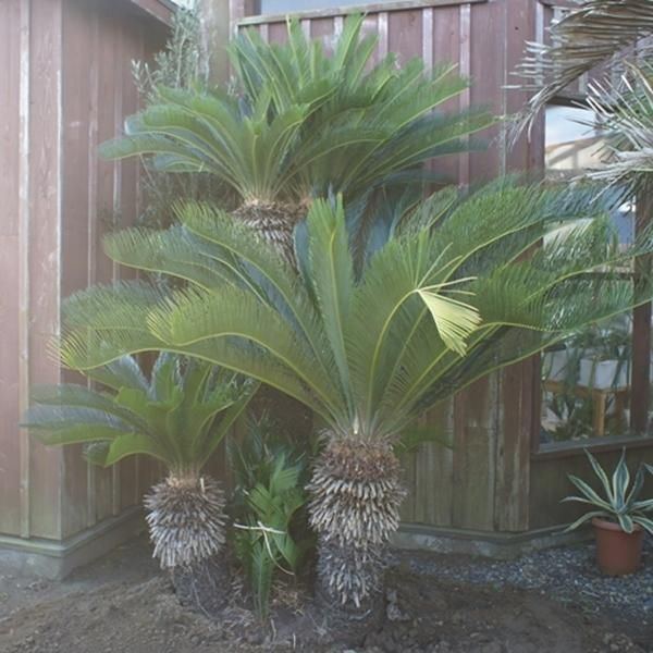 A*9様 ドラセナ　約120cm ソテツの寄せ植え付き 観葉植物 ドラセナ コンパクター 8号 ネイチャーズキャスト