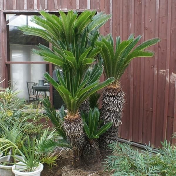 A*9様 ドラセナ　約120cm ソテツの寄せ植え付き ソテツ 約1m80cm - ヤシの木 ソテツ ドラセナ販売 芝生の