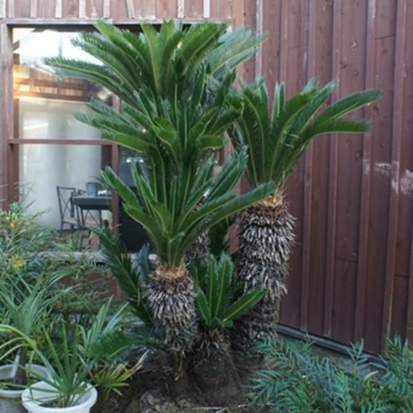 A*9様 ドラセナ　約120cm ソテツの寄せ植え付き ソテツ 約2m30cm - ヤシの木 ソテツ ドラセナ販売 芝生の
