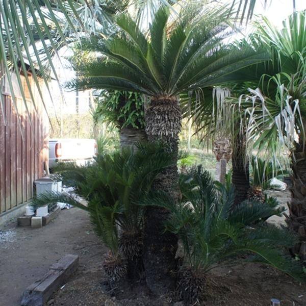 ソテツ 約1.5メートル 楽天市場】【限定1点】 蘇鉄（ソテツ：2頭）極太 1.5m Cycas
