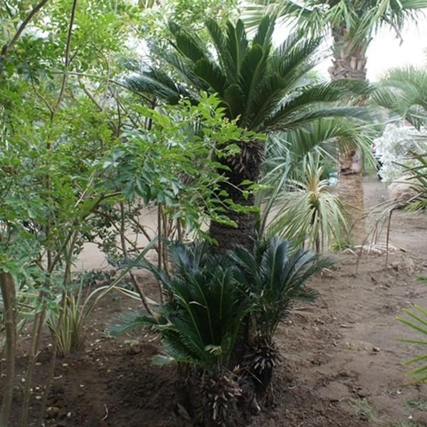 ソテツ 約1m80cm - ヤシの木 ソテツ ドラセナ販売 芝生の庭造り