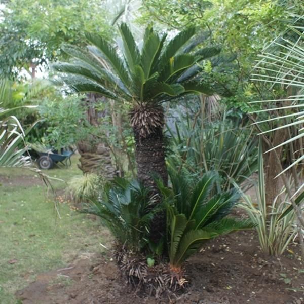 ソテツ 約1m80cm - ヤシの木 ソテツ ドラセナ販売 芝生の庭造り