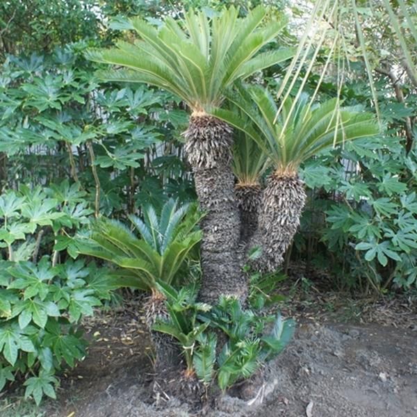 ソテツ 蘇鉄 ーー ココス ヤシ アガベ ドラセナ ―ー ソテツ 約2m40cm - ヤシの木 ソテツ ドラセナ販売 芝生の