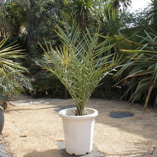 ナツメヤシ １ｍ１０ｃｍ ヤシの木 ソテツ ドラセナ 販売 芝生の庭造り Cocos Garden エクステリア