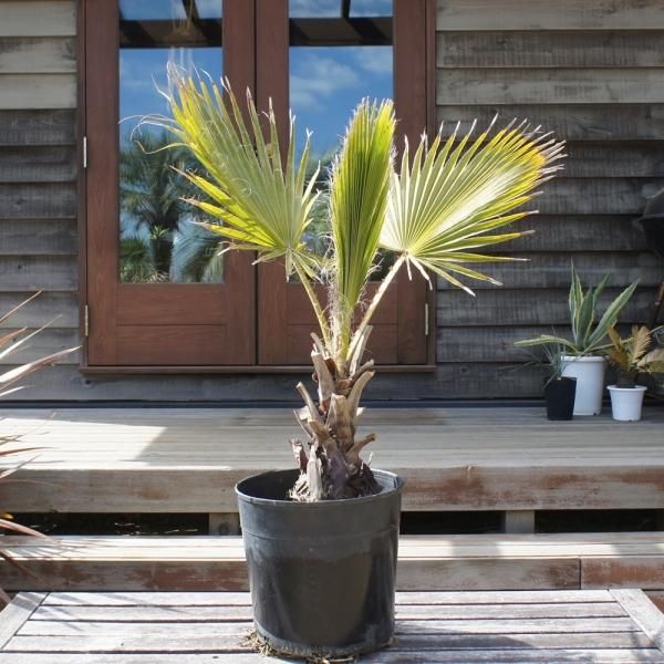 ワシントンヤシ 約90cm ヤシの木 ソテツ ドラセナ 販売 芝生の庭造り Cocos Garden エクステリア ワシントンヤシ 約90cm ヤシの木 ソテツ ドラセナ 販売 芝生の庭造り Cocos Garden エクステリア