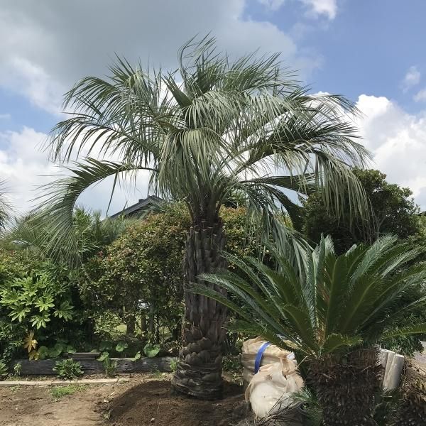 ココスやし 引き取り希望 ココスヤシ 椰子の木 ヤシの木 引き取り限定 埼玉県