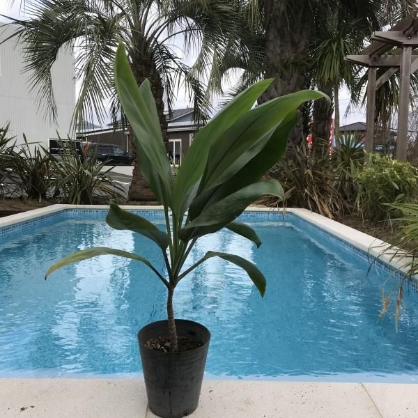 ティ リーフ 観葉植物 おまかせ苗 ハワイの魔除け 約70cm ヤシの木 ソテツ ドラセナ 販売 芝生の庭造り Cocos Garden エクステリア ティ リーフ 観葉植物 おまかせ苗 ハワイの魔除け 約70cm ヤシの木 ソテツ ドラセナ 販売 芝生の庭造り Cocos Garden エクステリア
