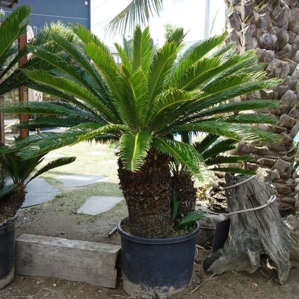 ソテツ 約:50cm sago palm蘇鉄そてつヤシの木庭木ポット幹太南国