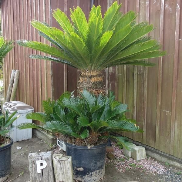 ソテツ 約1m60cm - ヤシの木 ソテツ ドラセナ販売 芝生の庭造り