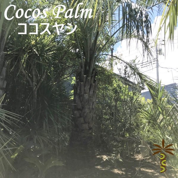 ココスヤシ - ヤシの木 ソテツ ドラセナ 販売 芝生の庭造り｜COCOS