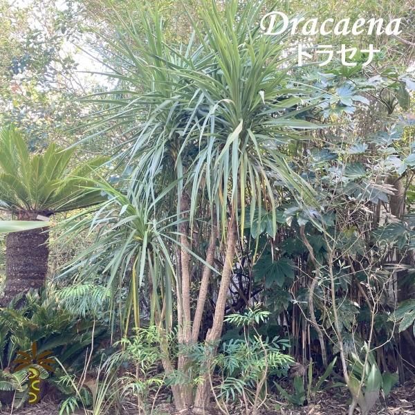 ヤシの木 ソテツ ドラセナ販売 芝生の庭造り プール用品 ｜COCOS