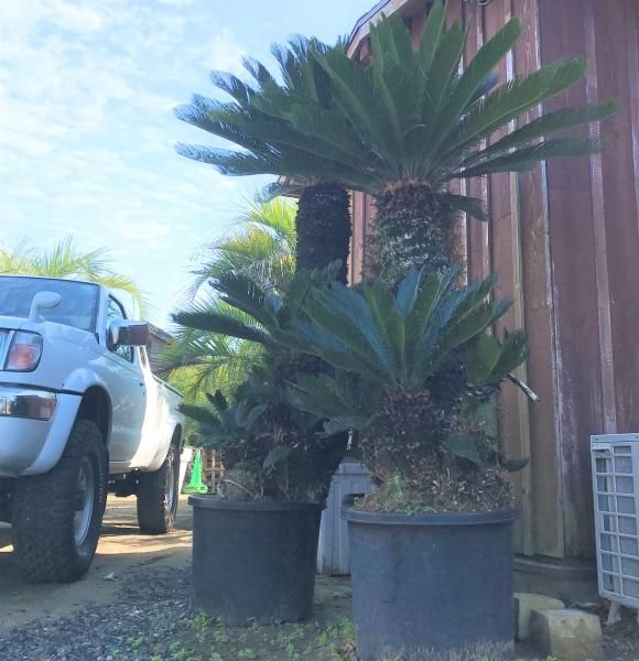 ソテツ 蘇鉄 ーーヤシ ココス アガベ ドラセナ ーー 昔から親しまれている『ソテツ(蘇鉄) 』🌱 南国風のエキゾチック