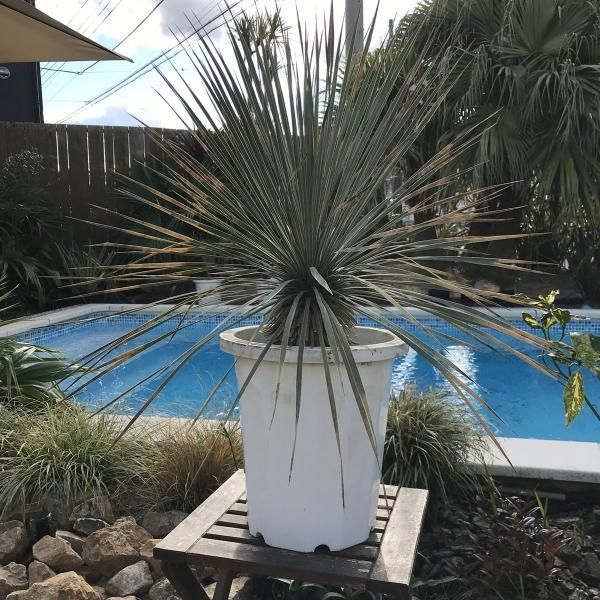 ユッカラン ロストラータ ユッカ | ココスガーデン* ネットショップ