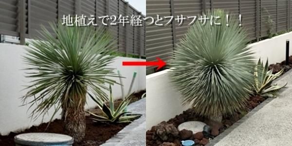 現品お届け ユッカロストラータ 耐寒観葉植物 85cm ヤシの木 ソテツ ドラセナ 販売 芝生の庭造り Cocos Garden エクステリア 現品お届け ユッカロストラータ 耐寒観葉植物 85cm ヤシの木 ソテツ ドラセナ 販売 芝生の庭造り Cocos Garden エクステリア