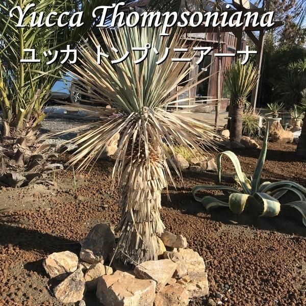 極太 シルバー ユッカ トンプソニアーナ yucca thompsoniana 発根 耐寒 ...