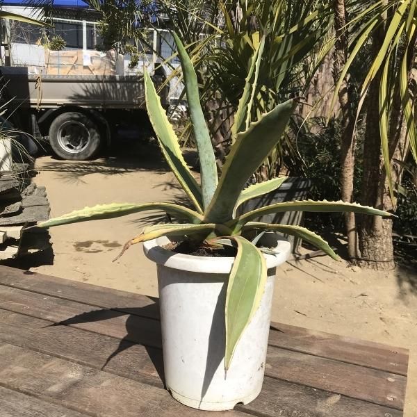 Agave americanaアガベアメリカーナアオノリュウゼツラン竜舌蘭 大株