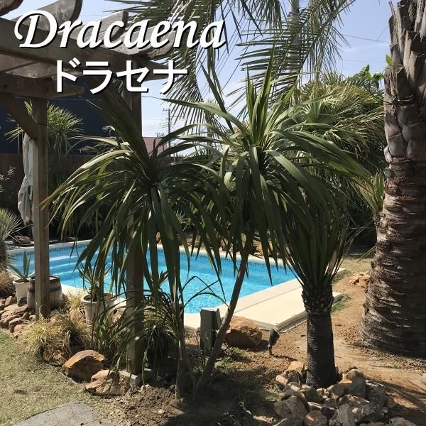 ココスヤシならココスガーデン