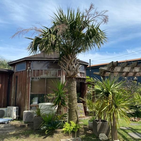 ヤシの木 ココスヤシ ワシントンヤシ カナリーヤシ｜COCOS