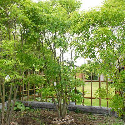 シマトネリコ ３ｍ以上 - ヤシの木 ソテツ ドラセナ 販売 芝生の庭造り 