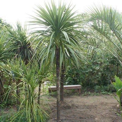 ドラセナ ニオイシュロラン 3m以上 ヤシの木 ソテツ ドラセナ 販売 芝生の庭造り Cocos Garden エクステリア