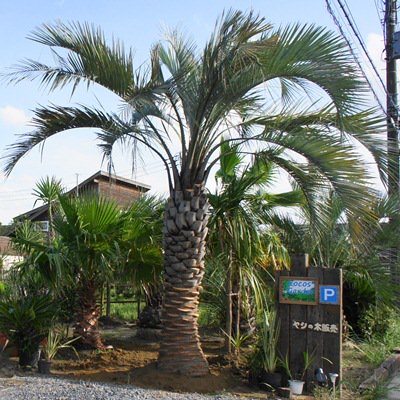 ココスヤシ 5ｍ以上 - ヤシの木 ソテツ ドラセナ 販売 芝生の庭造り 