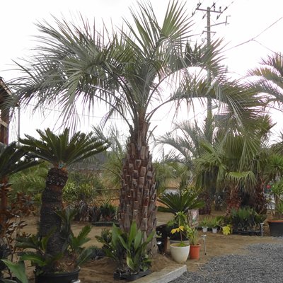 ココスヤシ ４ｍ以上 - ヤシの木 ソテツ ドラセナ 販売 芝生の庭造り 