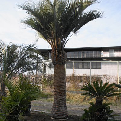 ココスヤシ 5ｍ以上 - ヤシの木 ソテツ ドラセナ 販売 芝生の庭造り