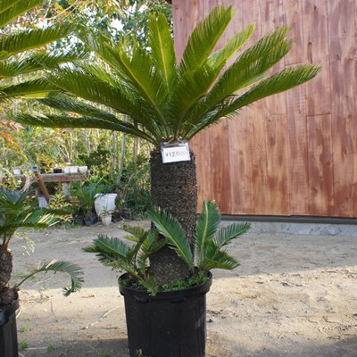 ソテツ（蘇鉄）１ｍ以上 - ヤシの木 ソテツ ドラセナ 販売 芝生の庭