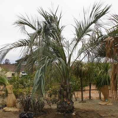 ココスヤシ ３m以上 - ヤシの木 ソテツ ドラセナ 販売 芝生の庭造り 