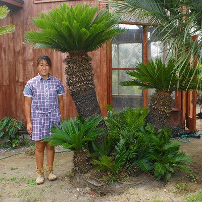 ソテツ（蘇鉄）２ｍ - ヤシの木 ソテツ ドラセナ 販売 芝生の庭造り