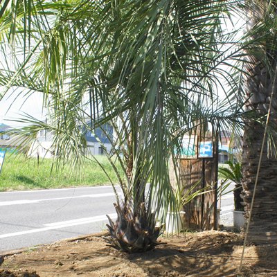 ココスヤシ 3ｍ - ヤシの木 ソテツ ドラセナ 販売 芝生の庭造り｜COCOS 