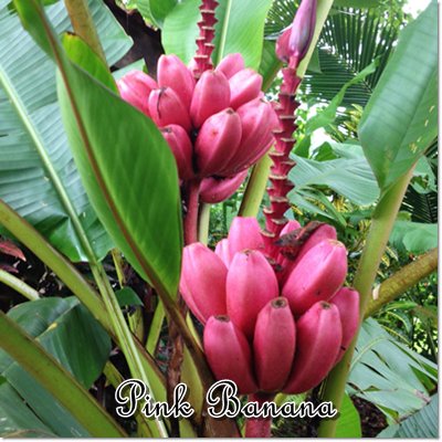 アケビバナナ苗 ピンクバナナ ヤシの木 ソテツ ドラセナ 販売 芝生の庭造り Cocos Garden エクステリア