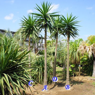 ユッカラン ４ｍ A - ヤシの木 ソテツ ドラセナ 販売 芝生の庭造り 