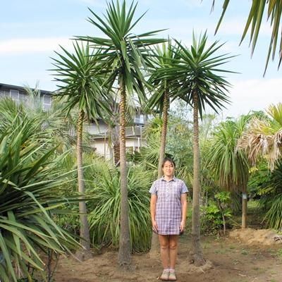 ユッカラン 4m D ヤシの木 ソテツ ドラセナ 販売 芝生の庭造り Cocos Garden エクステリア ユッカラン 4m D ヤシの木 ソテツ ドラセナ 販売 芝生の庭造り Cocos Garden エクステリア