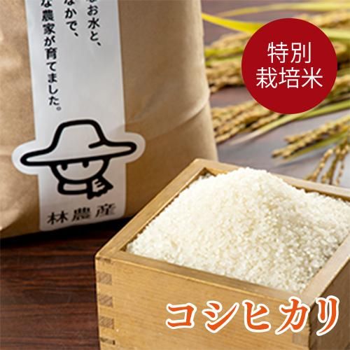 限定セール -SALE 令和6年産 特別栽培米コシヒカリ【10kg】 林農産 有限会社 - 米・雑穀・粉類