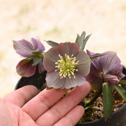 267.H.purpurascense（ピンクパープル花）