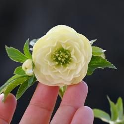 048.ڸۥȥ륢եǥơʲƣ224359