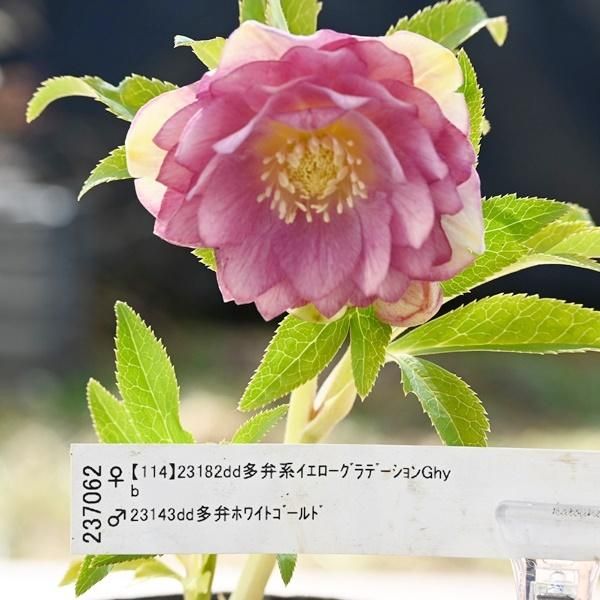 ͥ