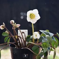 ڣۥ˥±