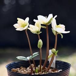 ڣۥ˥ʥꥦǥ22001ա