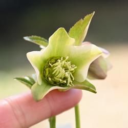 ڣۥǥȥۡʵıݡ
