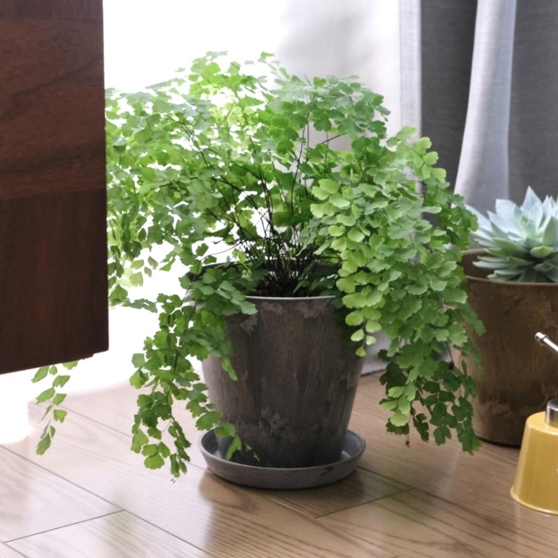 pot_Foliageplant_pp0113_l.