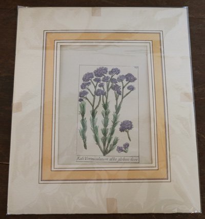 イタリア 古い植物画（ボタニカルアート）紫の花 - ヨーロッパの古い